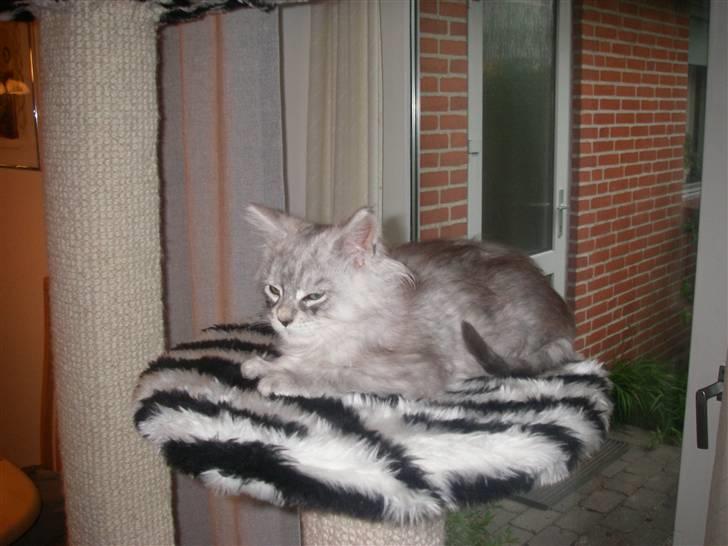 Maine Coon Ozzy - Her er jeg så lige kommet hjem til mine nye ejer  billede 1