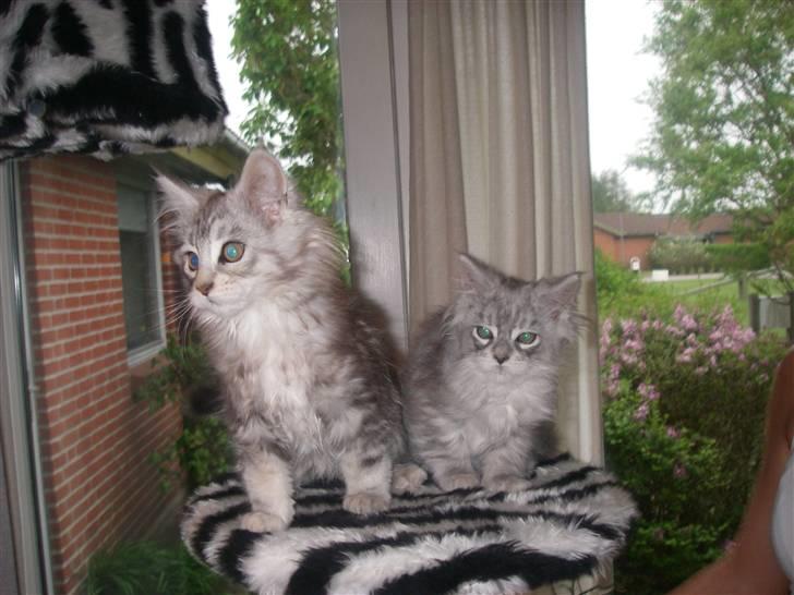 Maine Coon Ozzy - Her er mine søster (hende til venstre) Hun er bare så glad for at se mig igen....  billede 2