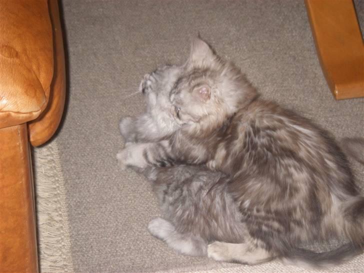 Maine Coon Ozzy - Hun kan slet ikke lade mig være billede 3