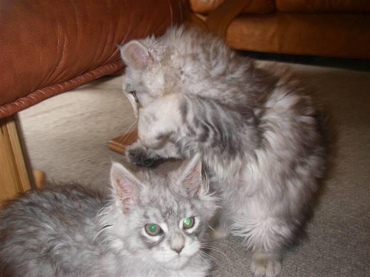 Maine Coon Ozzy - Er hun ikke bare fræk.....  billede 4