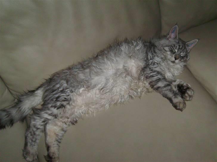 Maine Coon Ozzy - Nu er jeg så blevet et ½ år, og ja jeg er vokset lidt siden sidst..... (5 Kg og har fået kælenavnet Pjuske) billede 5