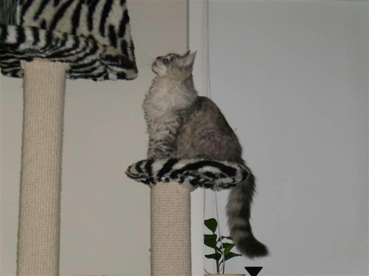 Maine Coon Ozzy - Jeg kan snart ikke være deroppe mere.... Hmmm, mon ikke snart han bygger en ny til mig......!!!! billede 6