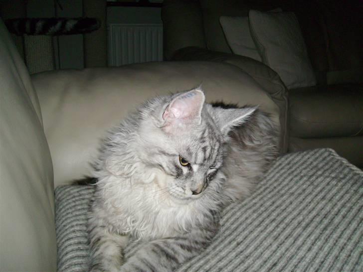 Maine Coon Ozzy - Men er jeg da ikke bare kær....... billede 8