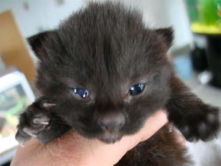 Blanding af racer Pjuske - Pjuske som lille... billede 19