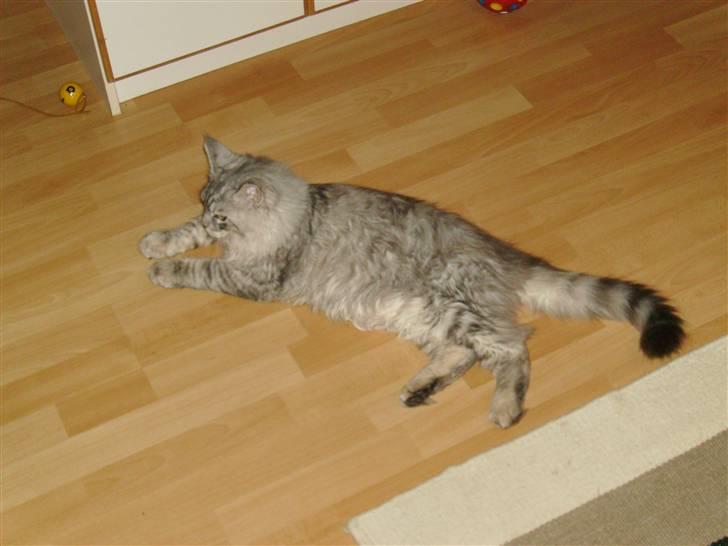 Maine Coon Ozzy - Det er nu rar med en lille slapper....  billede 9