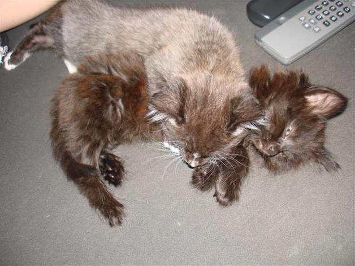 Blanding af racer Pjuske - Pjuske sammen med sin søster Puma, som og så er her ind på kg... ( Puske so ligger nedest) billede 20