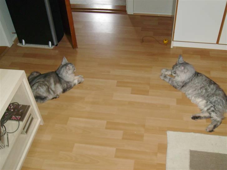 Maine Coon Ozzy - Jeg er også blevet lidt større end min søster..... Gæt hvem der bestemmer nu.... Hehe!!!! billede 10