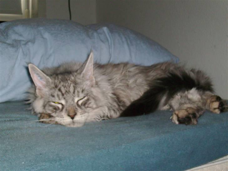 Maine Coon Ozzy - Lad mig nu bare være.... Skal lige ha´ en halv time mere.....!!!!! billede 11