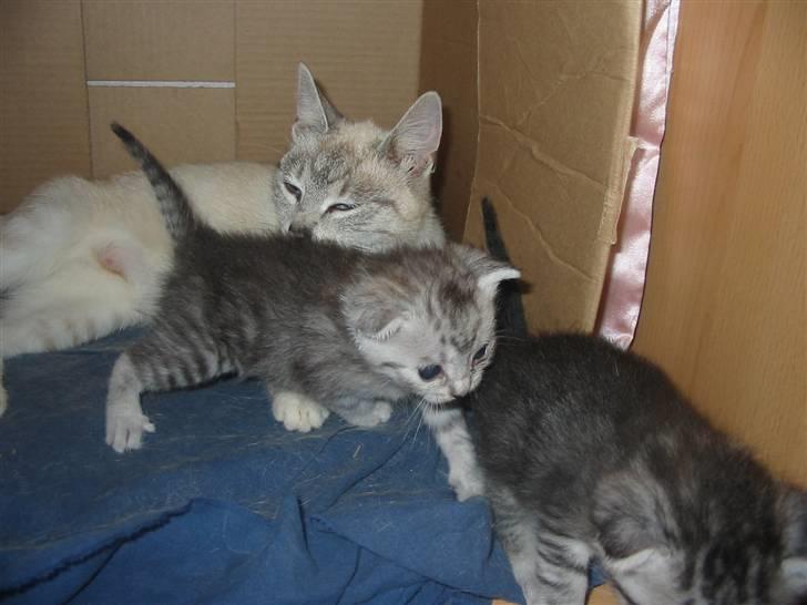 Huskat Trunte billede 11