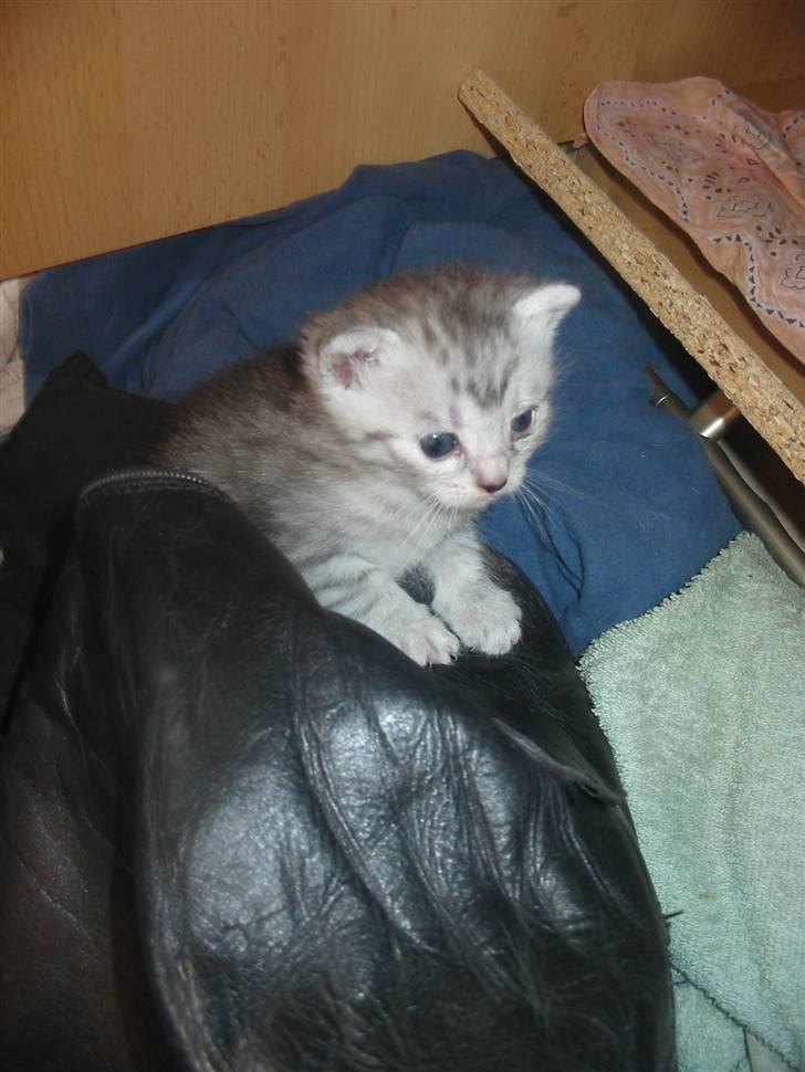 Huskat Trunte billede 12