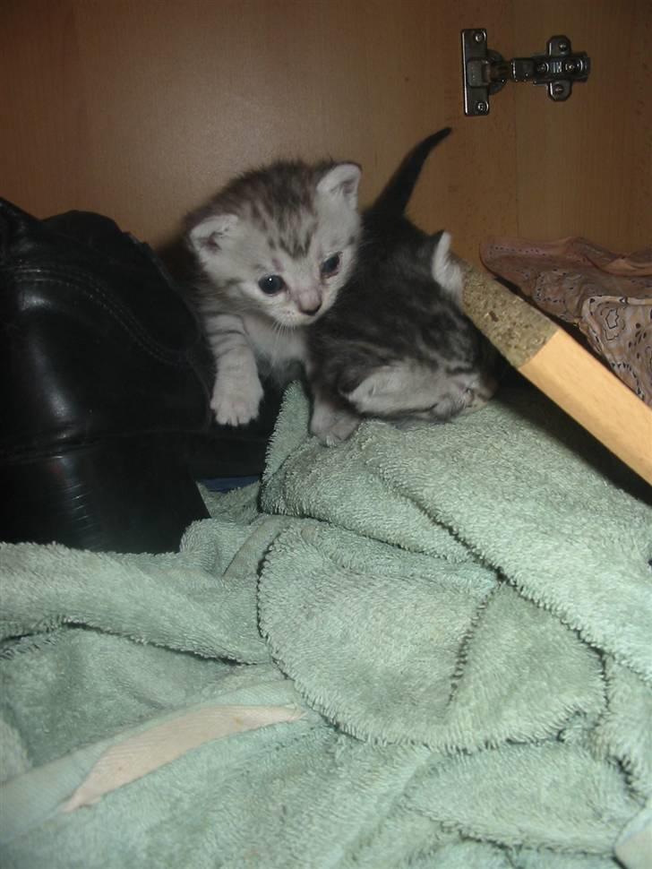 Huskat Trunte billede 13