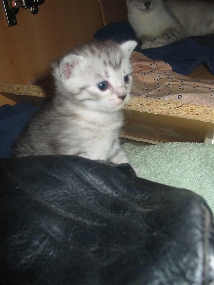 Huskat Trunte billede 14