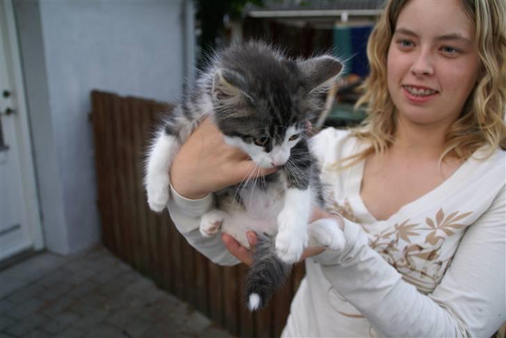 Norsk Skovkat Bailey - død - - bailey d. 12 august  2007 billede 1