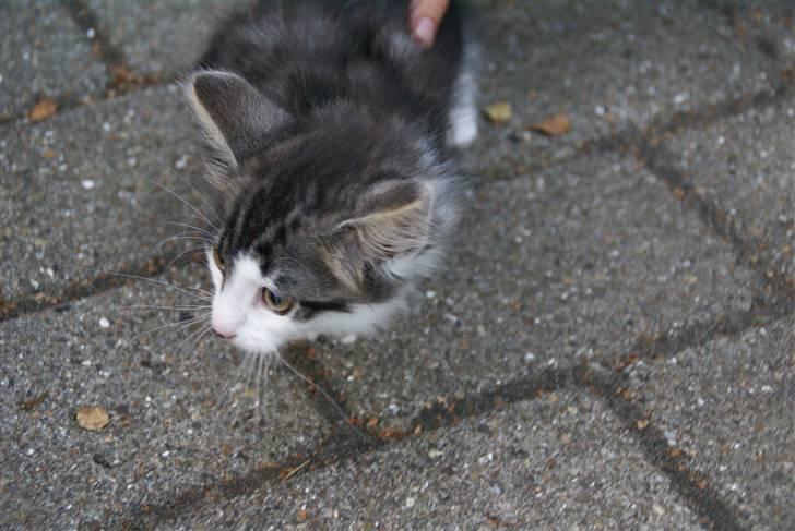 Norsk Skovkat Bailey - død - - bailey d. 12 august  2007 billede 2