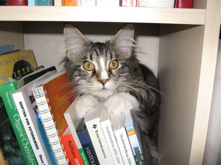 Maine Coon Victor - Victor er dygtig til at støve af bag bøgerne. billede 2