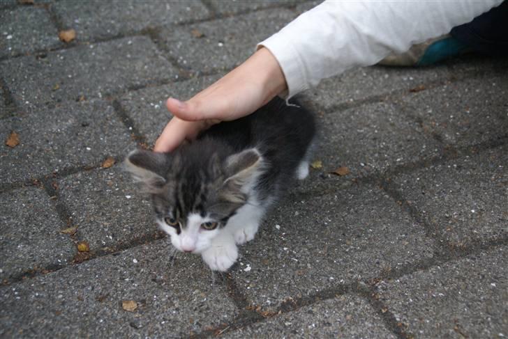 Norsk Skovkat Bailey - død - - bailey d. 12 august  2007 billede 3