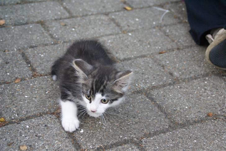 Norsk Skovkat Bailey - død - - bailey d. 12 august  2007 billede 4