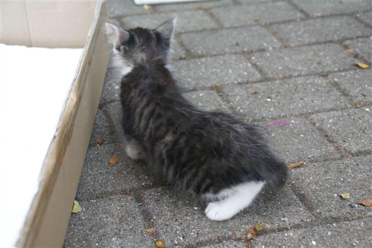 Norsk Skovkat Bailey - død - - bailey d. 12 august  2007 billede 5