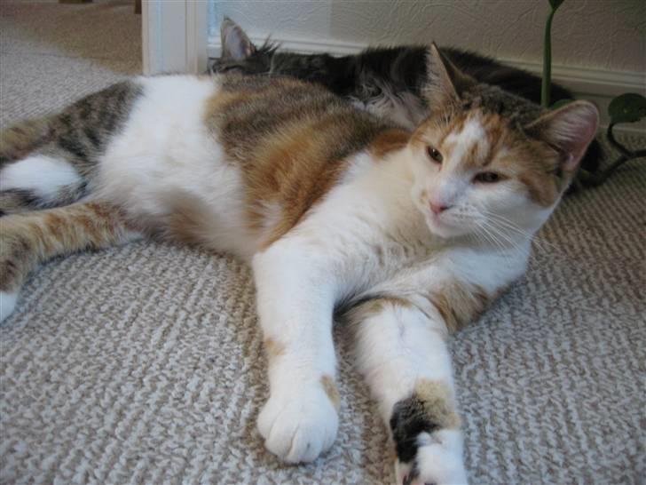 Huskat Emily billede 1