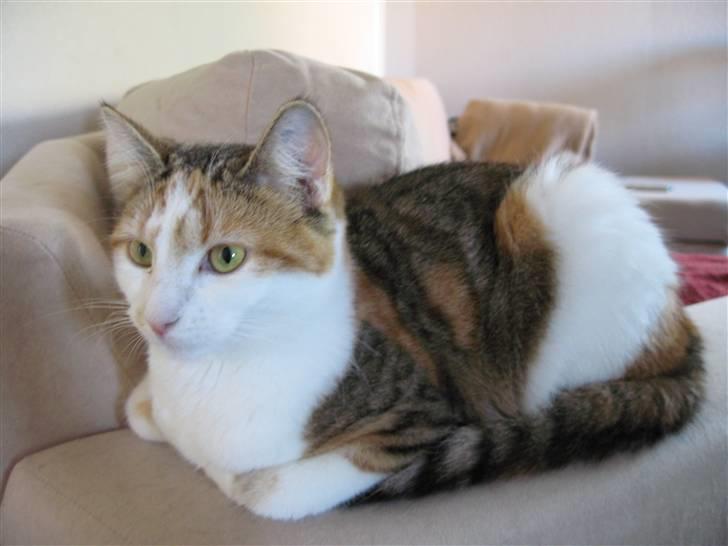 Huskat Emily billede 2