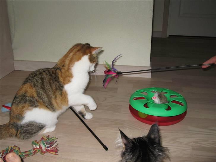 Huskat Emily - Yndlingslegetøj billede 3