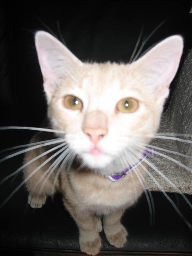 Huskat Tjuping billede 6