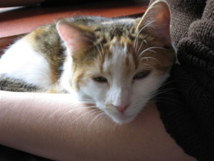 Huskat Emily - Det er hyggeligt at ligge i arm. billede 4