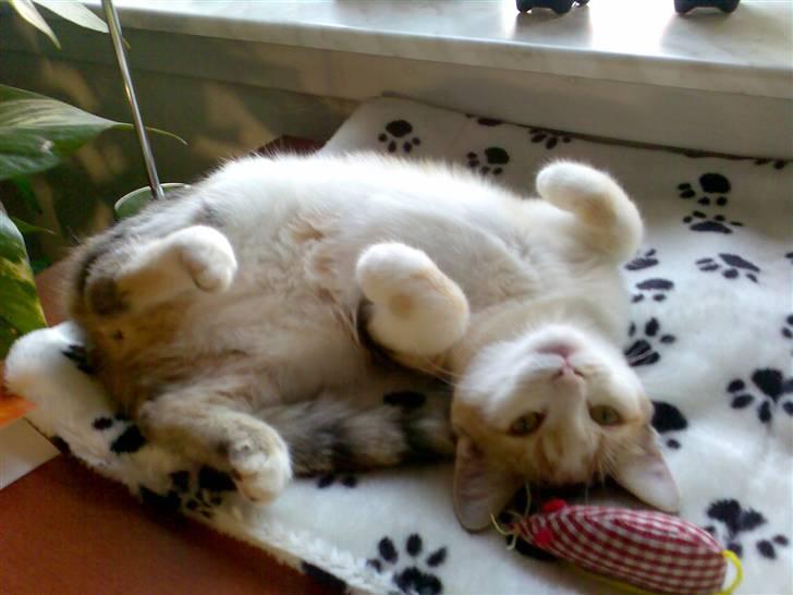 Huskat Emily - Se min fine mave... billede 5