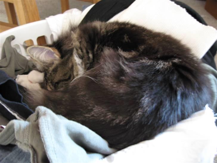Maine Coon Victor - Man sover så dejligt i det rene vasketøj. billede 5