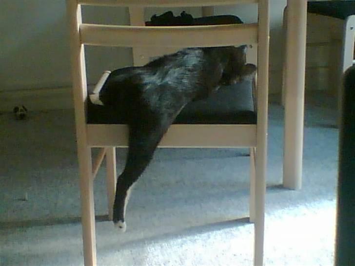 Huskat freja r.i.p. 29/8 08 - hov benet faldt lige ned af stolen hehe billede 8