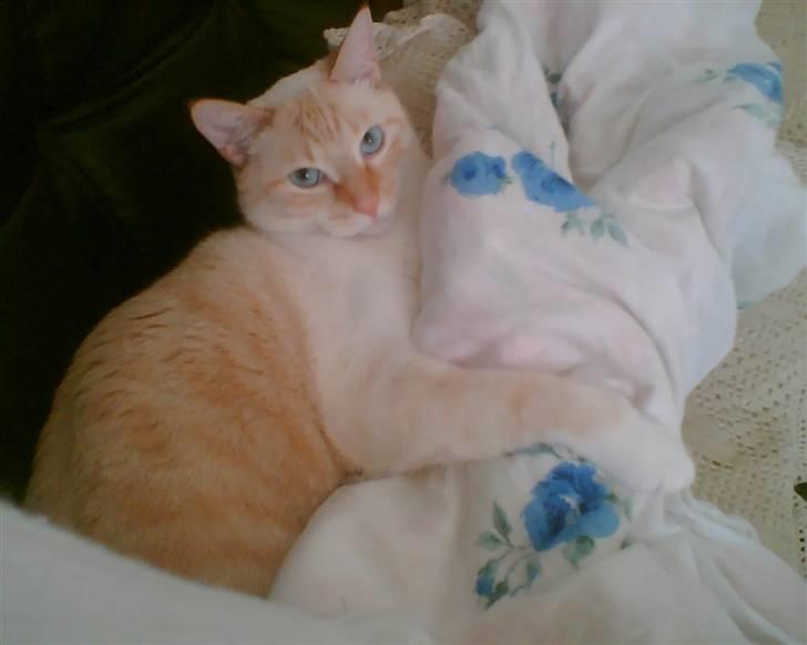 Blanding af racer william - bare hyggelig at ligge med dynen billede 13