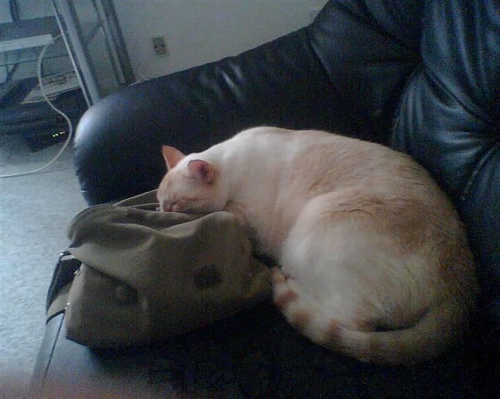 Blanding af racer william - hvor er tasken bare spændene, blev bare lige træt  billede 14