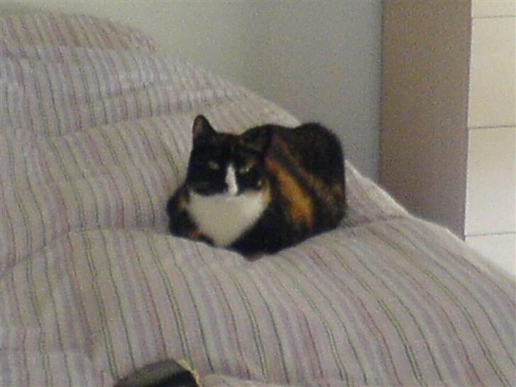 Huskat Tulle - jeg mener selv at dette er min seng ! her kommer Baloo ikke , så jager jeg ham ud. billede 14