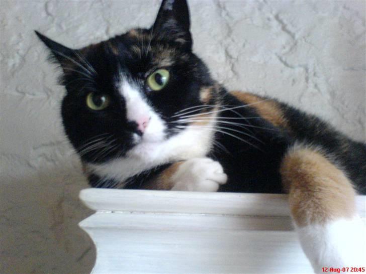 Huskat Tulle - dette er mit "fristed" her har jeg overblik og kan sove uforstyret. ingen Baloo!! billede 15