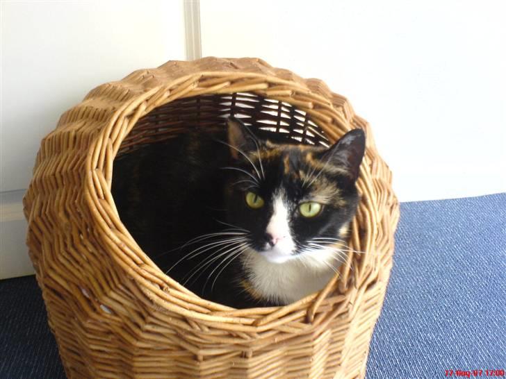 Huskat Tulle - dette er min hule, jeg bruger den kun sjældent.....det er arvegods....mange af mine forgængere har også nappet en lille lur her. billede 16