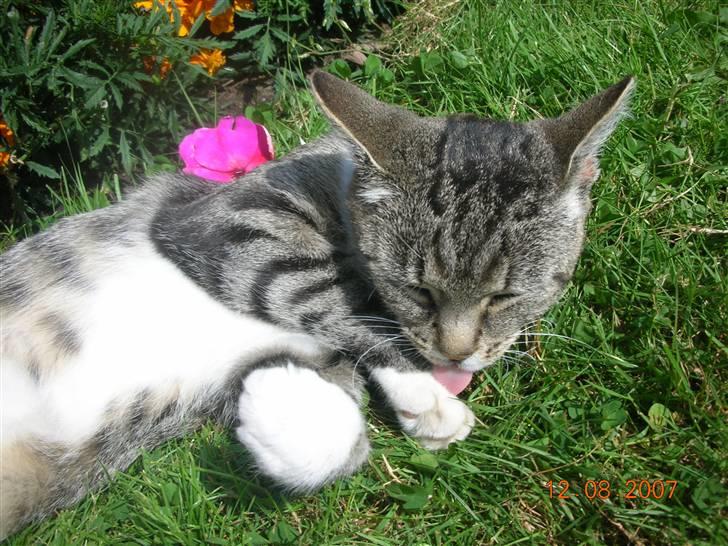 Blanding af racer Mis - 6. billede 6