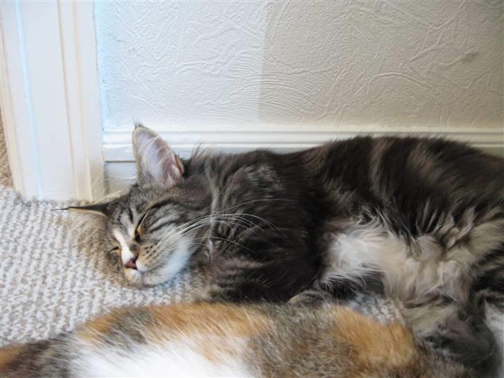 Maine Coon Victor - Det er altså hårdt at være kat i mit hus! billede 6