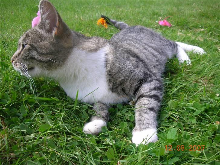 Blanding af racer Mis - 8. Hun fik lige øje på noget spændende.. billede 8