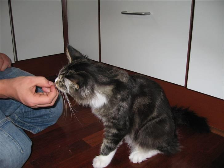 Maine Coon Victor - Hvem sagde madglad?! billede 7