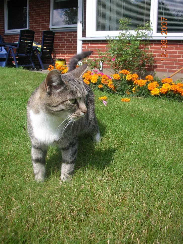 Blanding af racer Mis - 9. billede 9