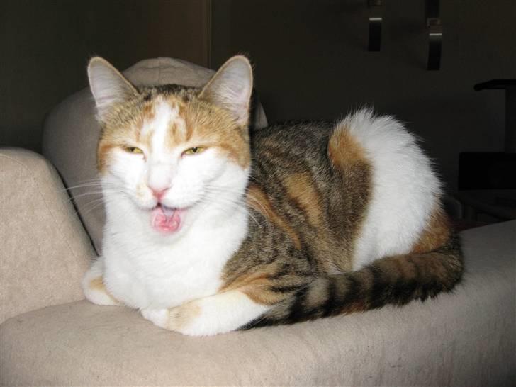 Huskat Emily - Gaaaab! billede 6