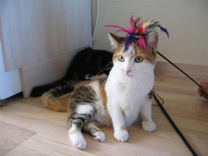 Huskat Emily - Lidt fint hårpynt til en fin mis ;-) billede 7