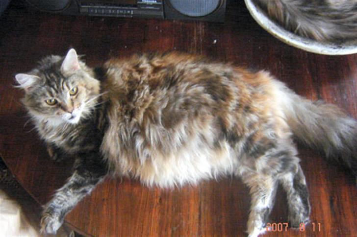 Maine Coon Stjomalini´s Babette - Babette venter killinger billede 8