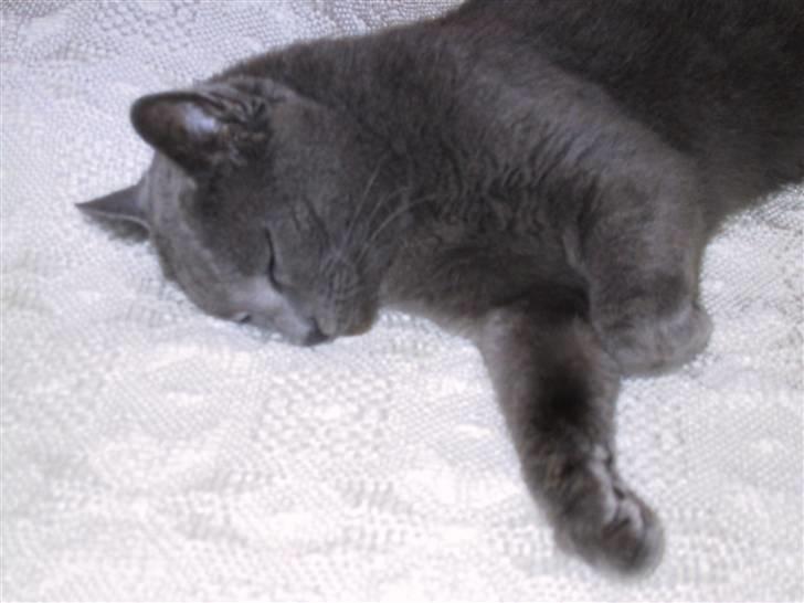 Russian Blue Qive *død*  - Jeg er en sovetryne billede 7