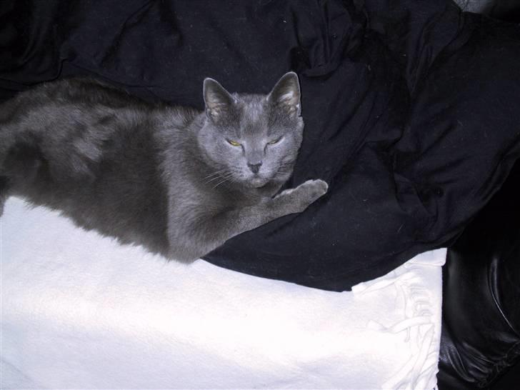 Russian Blue Qive *død*  billede 8
