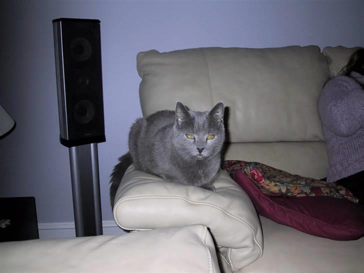 Russian Blue Qive *død*  billede 9