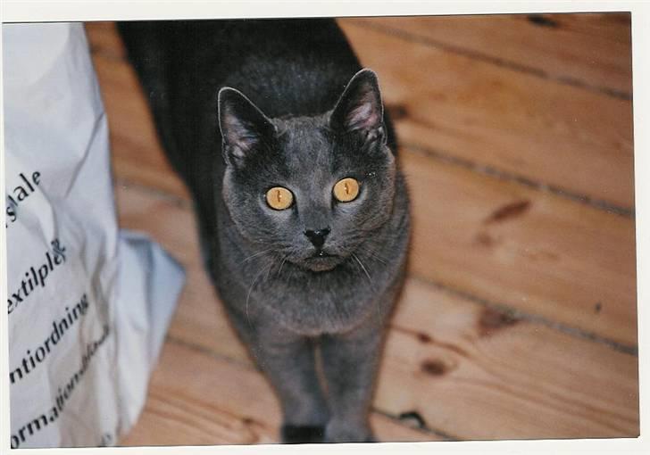 Russian Blue Qive *død*  billede 10