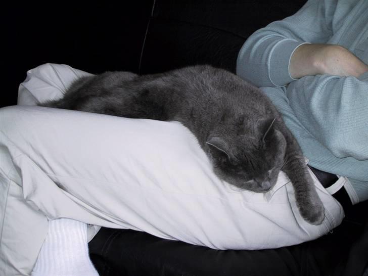 Russian Blue Qive *død*  - Putter lige hos gæsterne billede 11