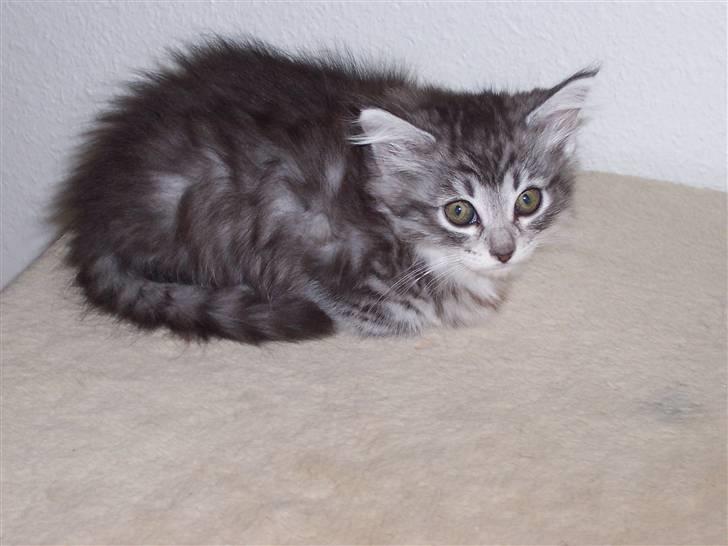 Norsk Skovkat Katja billede 1