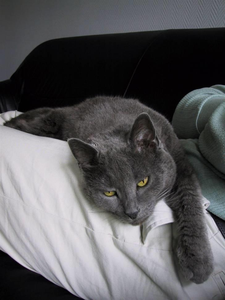 Russian Blue Qive *død*  - Man må ikke forstyrre midt i hyggen billede 12